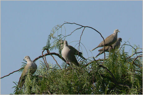 Hoog in de boom