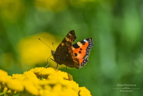 A lovely butterfly