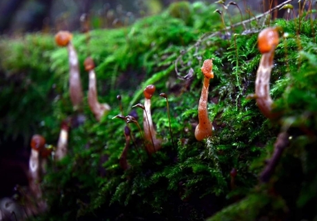 micro paddos in het bos