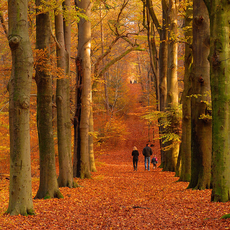 Herfst boswandeling