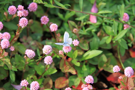 Japan vlinders en bloemen