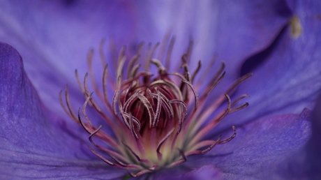 Clematis