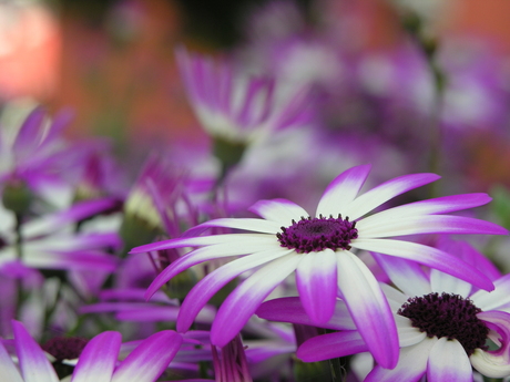 Purple and White