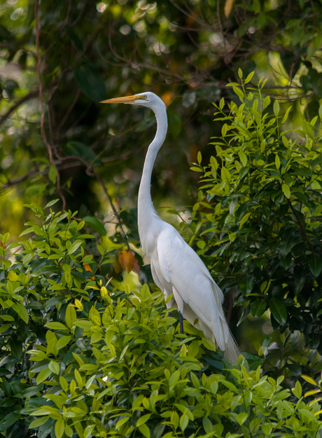 Grote zilverreiger