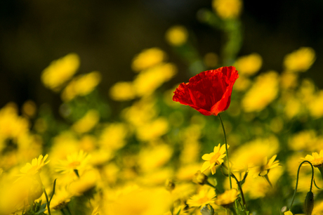 Geel en rood