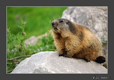 Wilde Marmot