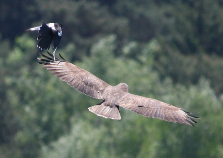 De Buizerd en de Ekster (1)