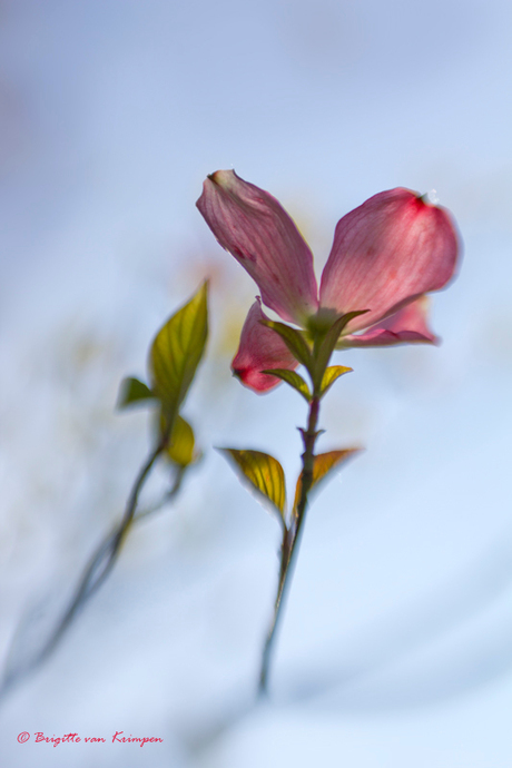 barairono 薔薇色の