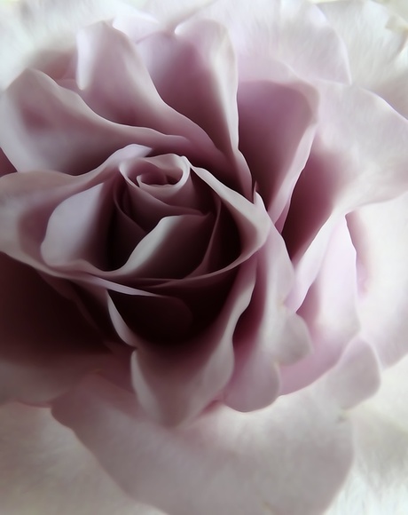 Het hart van de roos