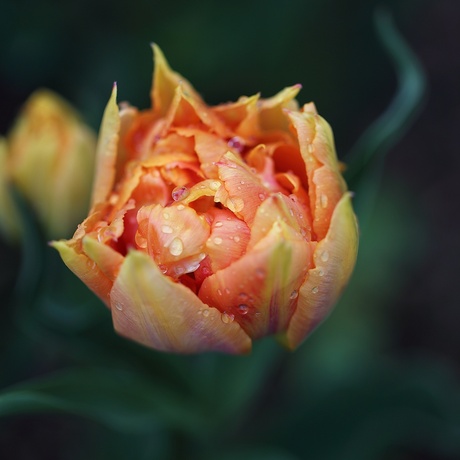 Willem van Oranje tulp