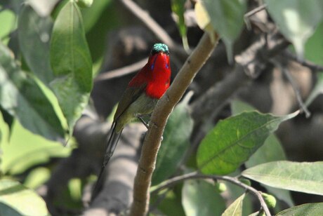 Crimson Sunbird