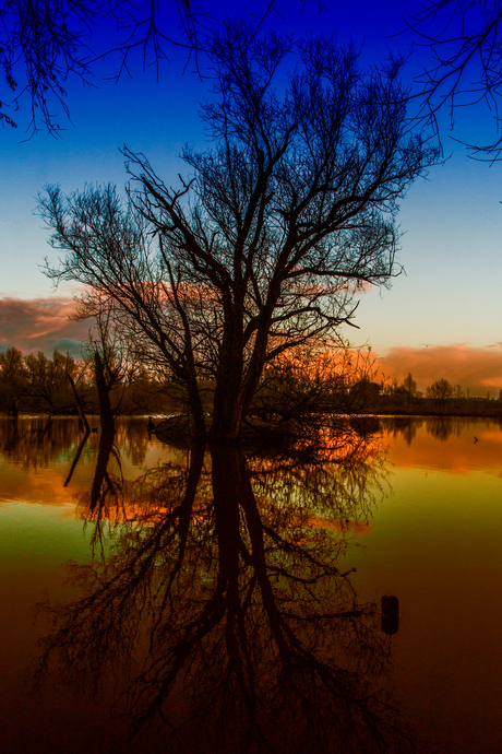 Colourful tree...