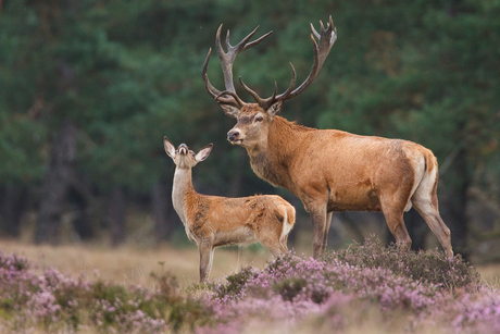 Red deer