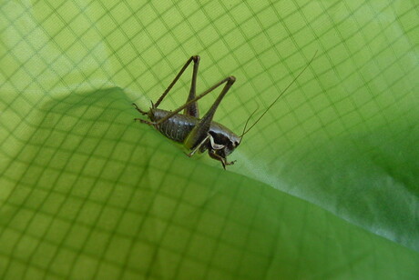 Sprinkhaan op tentdoek