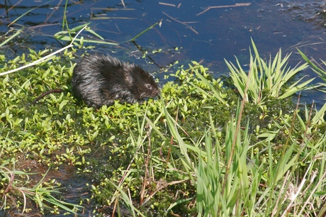 Zwarte jongen