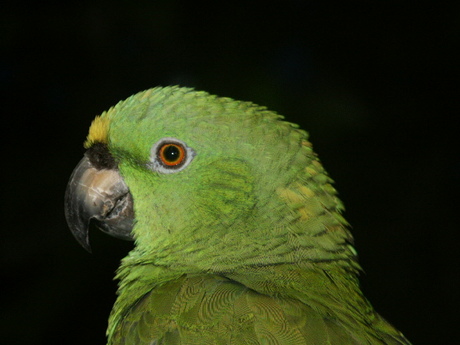 papagaai uit Costa Rica