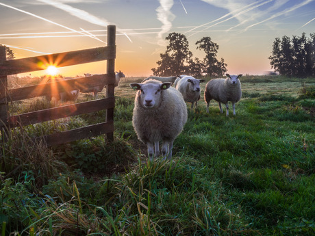 schapen in ochtendlicht