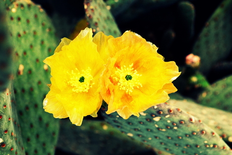 Bloem van cactus