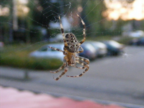 Spin in de achtertuin