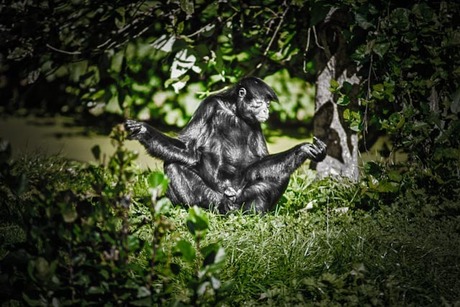 Meditating monkey