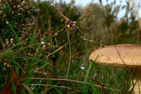 Herfst.....