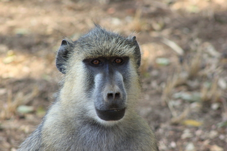 Mombassa monkey