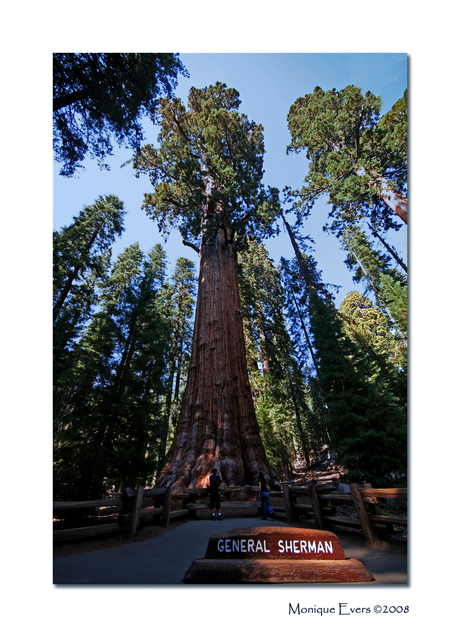 General Sherman Sequoia National Park