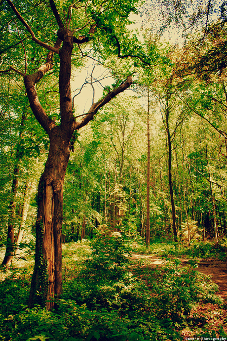 Dancing tree