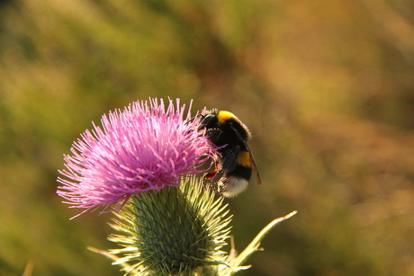 Hommel