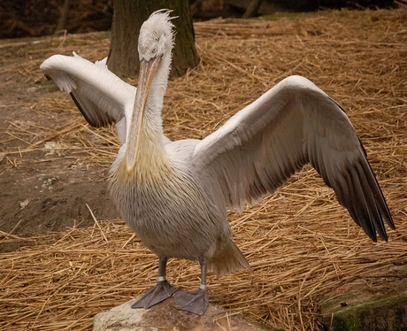Poetsen voor de foto!