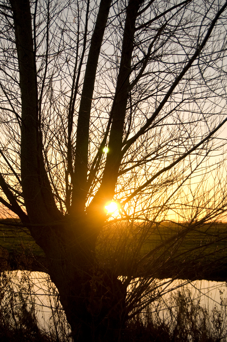 Tree and sun