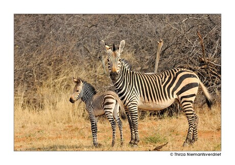 Etosha Stripes