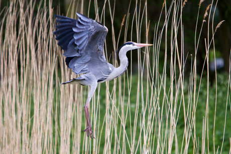 Dansende Reiger