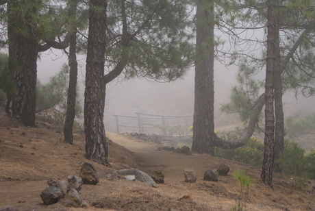 Bruggetje in mist