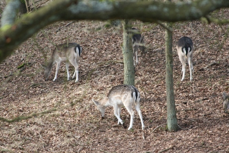 waterleidingduinen