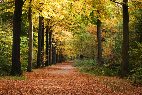 Herfst in Mastbos