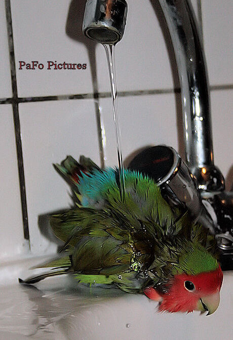 Love bird taking shower