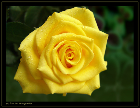 Yellow Rose