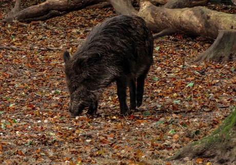 Wild zwijn.