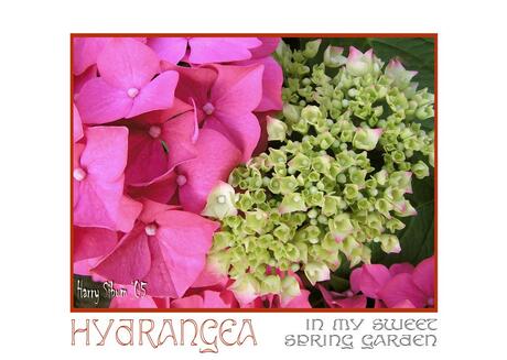 HYDRANGEA in my sweet spring garden 01