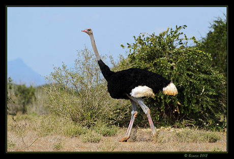 Somalische struisvogel