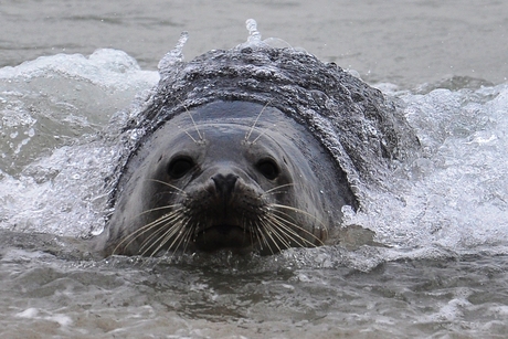 Zeehond in de branding