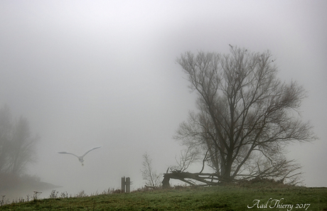 Mist aan de Rivier