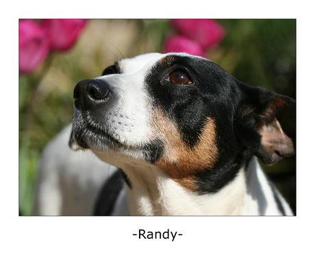 Randy