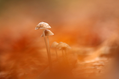 December paddenstoel