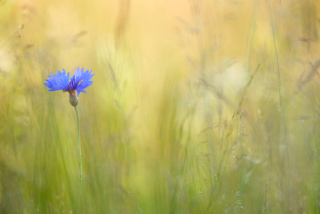 All alone and feeling blue