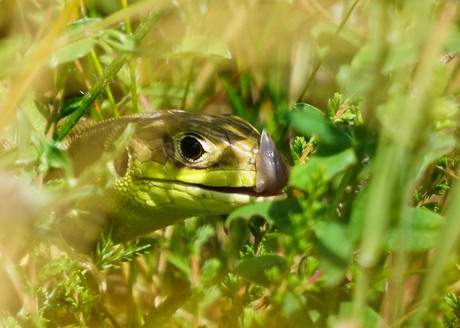 Lurking in the grass