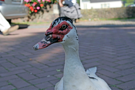 Gans!!! Geen gans maar Muskus eend!!