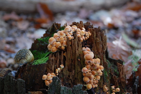 Paddestoelen