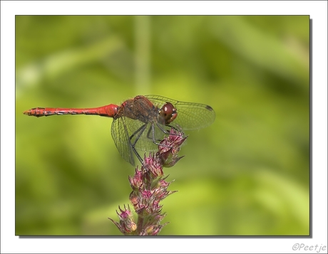 Bloedrode Heidelibel